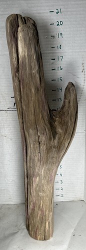 Driftwood Taxidermy Beach Lake Mountain House Wedding Reception Aquarium