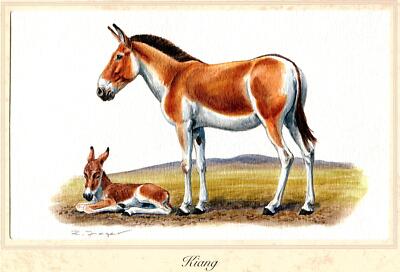 Kiang (Equus hemionus kiang) Grafikmaß:  25,5 x 17,5 cm