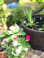 LARGE WATERTIGHT OAK HALF WHISKEY BARREL - FOR WILDLIFE MINI POND  - 72CM X 45CM