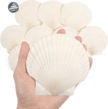 10 PCS 4-5 Inch Large Scallop Shells for Crafting, Natural Large Seashells for C