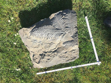 Handstück mit großem Neuropteris Wedel, Karbon, Piesberg b. Osnabrück