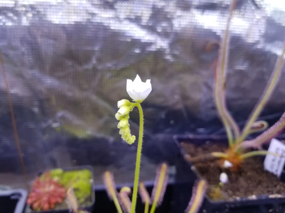 Drosera capensis "alba" Seeds - Carnivorous Sundew Plant - Easy for beginners! - Image 3 of 3