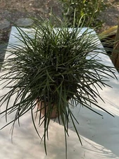 Mondo Grass (Ophiopogon japonicus) Not to California!