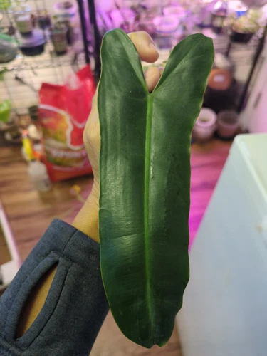 philodendron Billietiae x atabapoense
