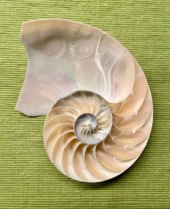 NATURAL NAUTILUS SEASHELL Single Right Cut Half Polished Pearlized Chambered