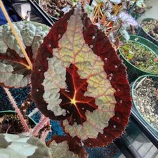 Sale2150 Begonia Rex Putzy bicolor white red begonia 20 semi prezzo 15,85
