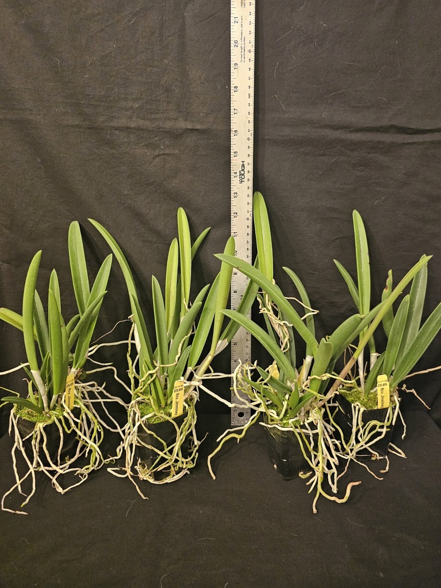 P. Wilinckii Jewel OC（Original Clone） P. Wilinckii Jewel OC（Original Clone） P. willinckii Watchara