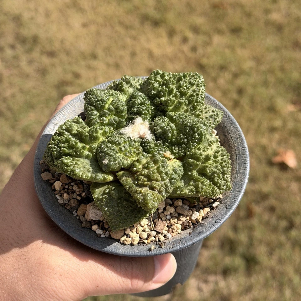 Ariocarpus Godzilla x Cauliflower seed grown rare cactus - Image 3 of 4