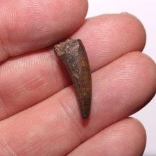 Dinosaur Aged Crocodile Tooth Fossil Hell Creek Formation Cretaceous Specimen