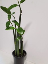 5 live Red MANGROVE plants ship hydroponically. salt or fresh water