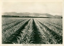 1940's WWII, Hawaii TWO 5x7 Photos Pineapple Fields, Oahu & Sausage Tree