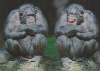 3 -D - Ansichtskarte: zwei Schimpansen - two chimps - deux Chimpancès