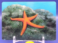 Starfish Sea Creatures Card Cards Learning Educational DAISO Japan Japanese