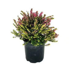 2.5 Qt. Kramer'S Rote Heather Evergreen Live Shrub with Bright Pink Flowers