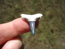 QUALITY BONE VALLEY LEMON SHARK TOOTH FLORIDA FOSSILS SHARKS TEETH MEGALODON FL