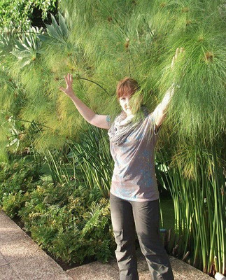 Papyrus - Palme schnellwchsige Wasserpflanzen fr drinnen & drauen  immergrn | eBay.de