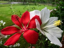 Texas Star Hardy Hibiscus Seeds RED and WHITE 50 of each, 100 SPRING SALE  