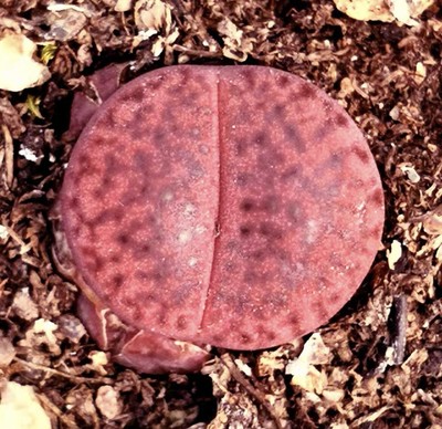 Sale 1.2cm Succulent Live Plant Lithops bromfieldii var. glaudinae Garden Décor