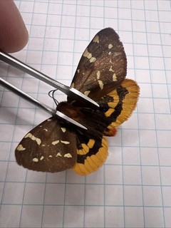Erebidae Arctia parthenos? ARC 200 Coll. 2025 Saskatchewan Canada