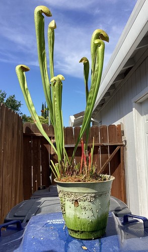 XXLG Sarracenia minor var Okefenokeensis Giant Carnivorous Plant-BareRoot (Loc) - Picture 14 of 22