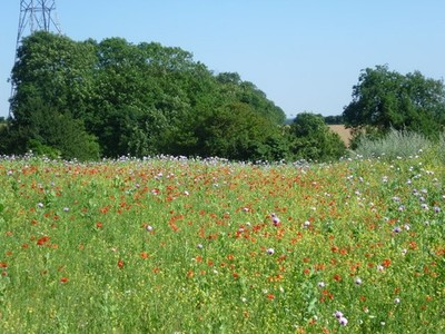 Foto A2 wilde Blumen in der Nähe des North Downs Way Kit's Coty kurz nach Cro c2012
