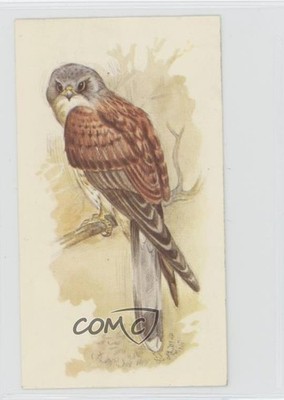 1980 British Birds Collection Tobacco Kestrel #11 1i3