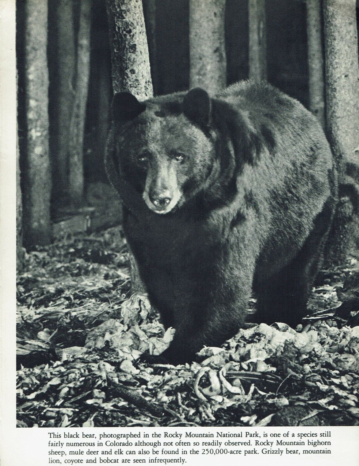 Black Bear in Rocky Mountain National Park