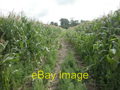 Photo 6x4 Tiptoe through the Maize Sealand Footpath through a maize crop. c2005
