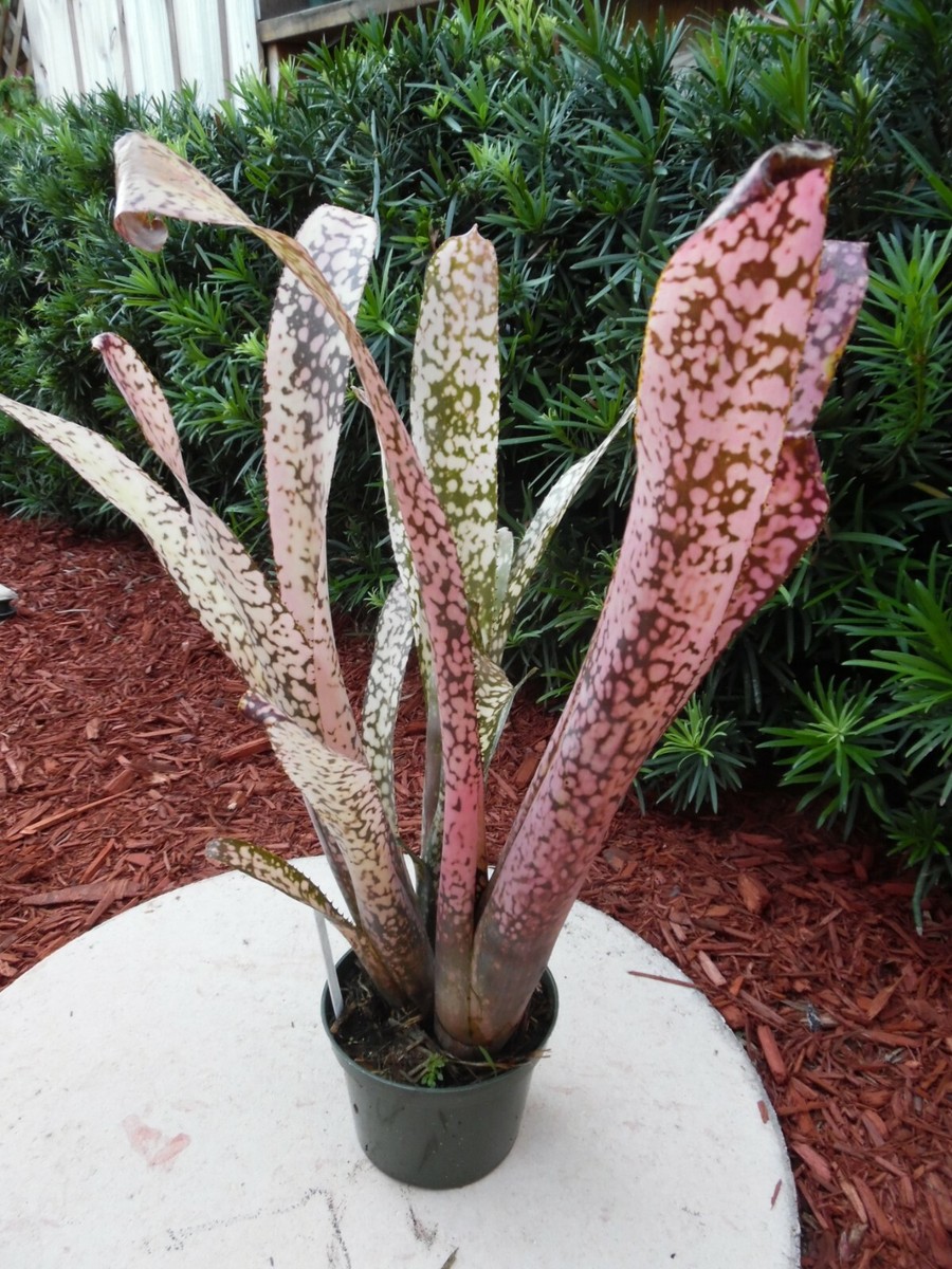 ブロメリア・エアープランツ Billbergia Ivory Tower Billbergia