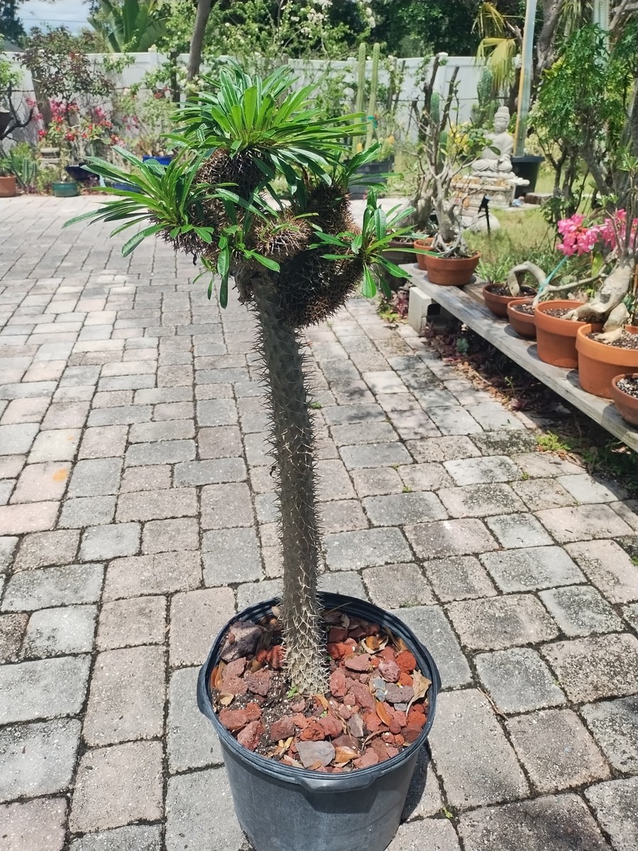 P. Madagascariense【大株】（TC）【02】 Crested Madagascar Palm, Impressive!Pachypodium lamerei 44 Inches