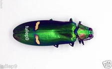 Buprestidae - Jewel Beetle - Megaloxantha daleni kyokoae (MorF) -  Malaysia