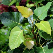 Ficus religiosa Sacred Fig Tree Seeds Ornamental Tropical Plant Seed Pack