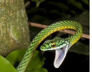 图像照片图片美丽的动物动物美学龙蛇脸自然 Ebay 图像照片图片美丽的动物动物美学龙蛇脸自然 Ebay