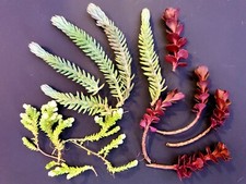 15x Mixed Sedum Succulent Cuttings Dragons Blood, Blue Spruce, Acre