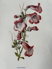 Antique Print c.1900 Botanical Pentstemon Victorian Flower Illustration