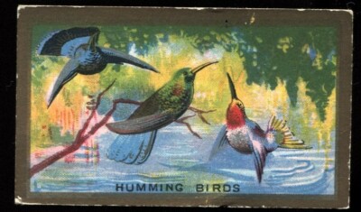 Tabakkarte, Abdulla, FEDERFREUNDE, 1935, Kolibris, #23