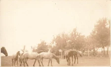 Postcard RPPC Herd or Horses Grazing AZO Stamp Box