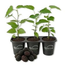 Dwarf Everbearing Mulberry Tree - 3 Live Starter Plants - Morus