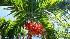 ADONIDIA MERRILLII @j@ christmas palm exotic rare palms semi plant seed 5 seeds