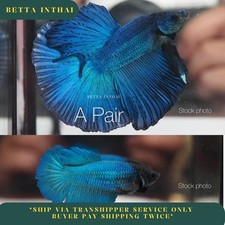 Breeding Pair Live Betta Green Halfmoon 1 Pair High Quality from Thailand