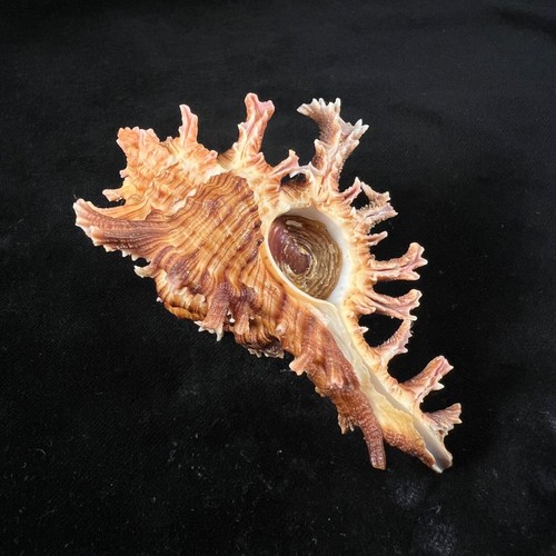 Chicoreus spectrum, Brazil, 92,8mm, F+, NICE SPINES!!! - Picture 2 of 7