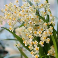 Oncidium Twinkle 'White'  'Gold Dust' Fragrant Healthy plants From Hawaii