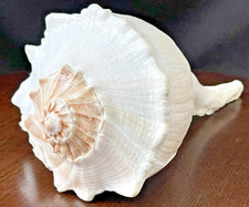 12" Natural Conch Sanibel Sea Shell Decor Centerpiece Aquarium Nautical Spiral