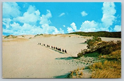 Vintage Cape Cod Mass Dunes Camel Ride Lithograph Postcard c1960s