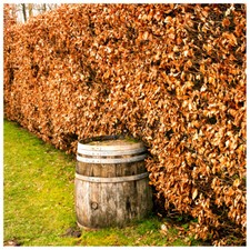 100 Green Beech Hedging Plants 2-3ft Fagus Sylvatica Trees,Brown Winter Leaves