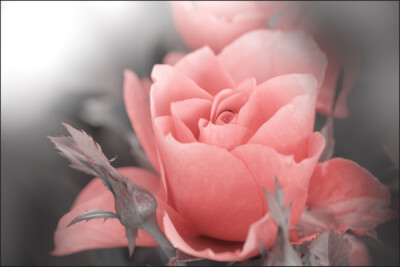 VLIES FOTOTAPETE Selbstklebend TAPETEN XXL schöne zarte Rose 959