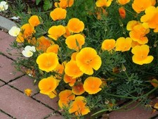 Eschscholzia Seeds, 10000 Eschscholzia Orange King seeds, Heirloom -90