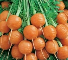 PARISIAN CARROT SEEDS 500+ vegetable GARDEN culinary SOUPS non-gmo FREE SHIPPING