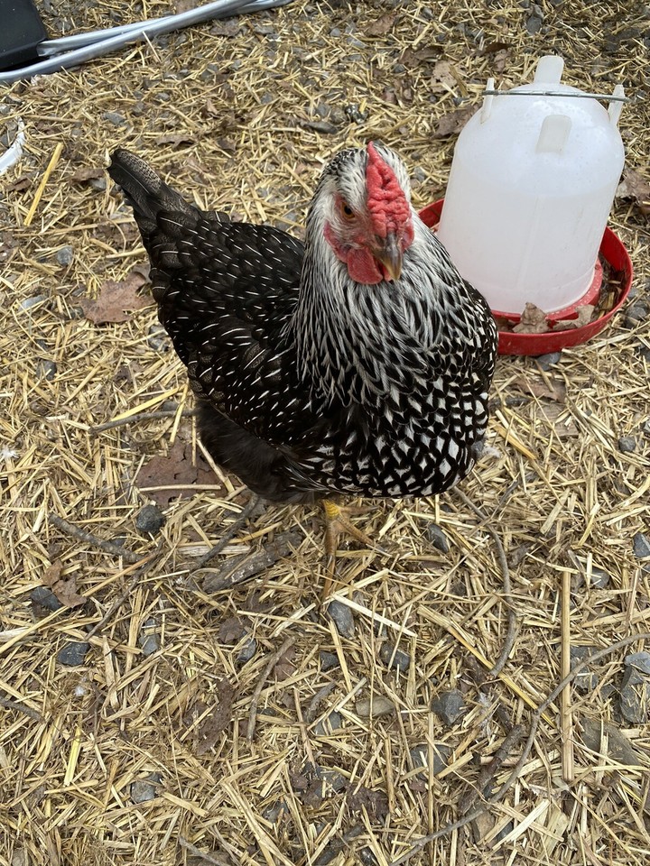 12+ Rare Breed Chicken Fertile Hatching Eggs Orpington, Wyandotte