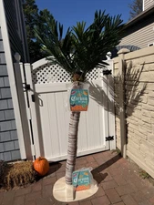 Corona Backyard Palm Tree (NEW)